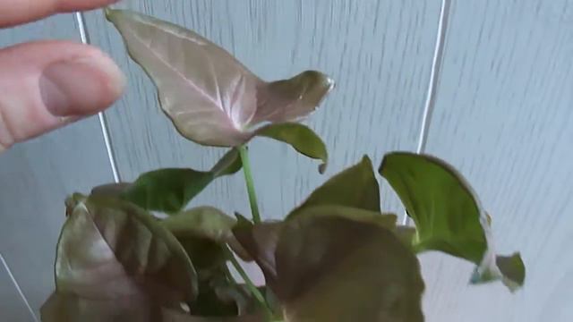 Pink Syngonium podophyllum 2 смотреть онлайн