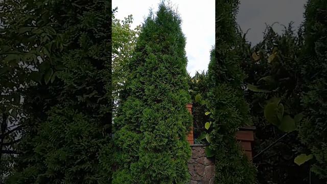 Туи, деревья для сада смотреть онлайн