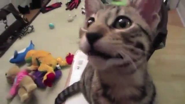 КОТ СМЕЁТСЯ смотреть онлайн