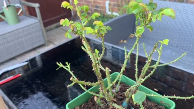 Roses and Shade | Rose Pomponella | Rose Princess Anne Unboxing | Roses for Partial Sunlight | смотреть онлайн