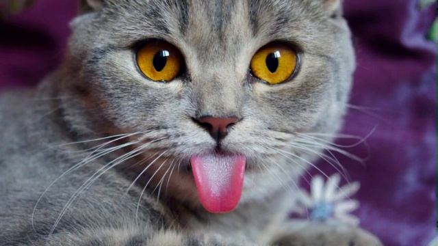 Кошка зовет кота. Кошка орет. Кошка мяукает. Кошка зазывает кота. Мяуканье кошки. Cats Sounds.