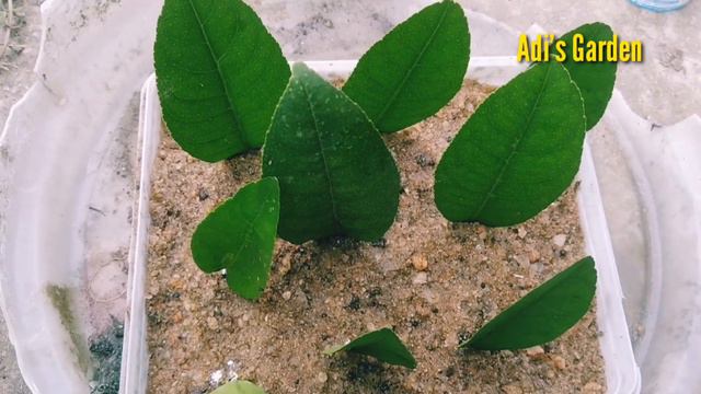 How to propagate new lemon trees from leamon leaves With 100% Success смотреть онлайн