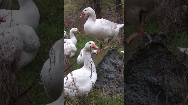 Гусь мамут 5 месяцев смотреть онлайн