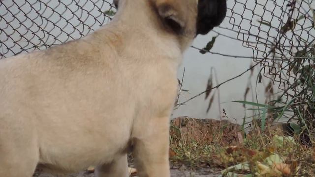 АНГЛИЙСКИЙ МАСТИФ. Племенной завод 