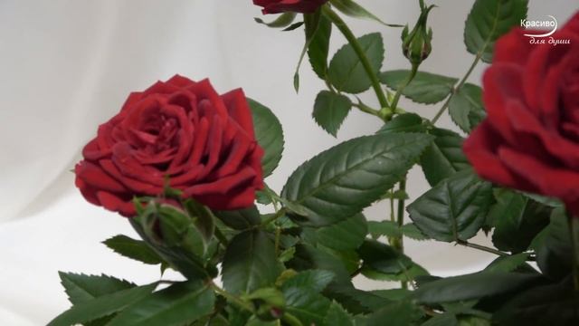 Какая бесконечно красивая музыка! Хочется слушать и слушать снова… Я в восторге! Сергей Грищук смотреть онлайн