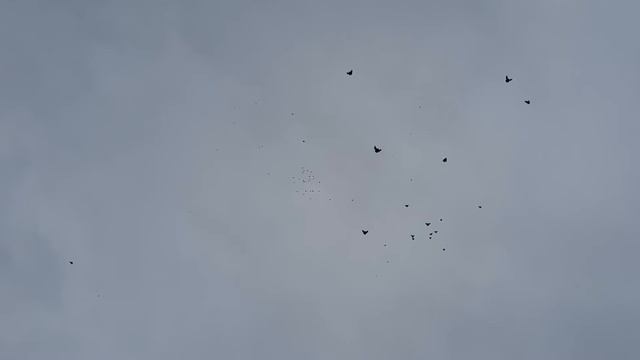 Николаевские голуби г. Саки смотреть онлайн