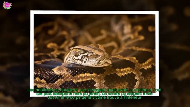INDONÉSIE : UNE FEMME DÉVORÉE UN PYTHON GÉANT смотреть онлайн