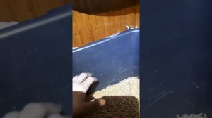 Как правильно прорастить пшеницу для браги, какое зерно выбрать?