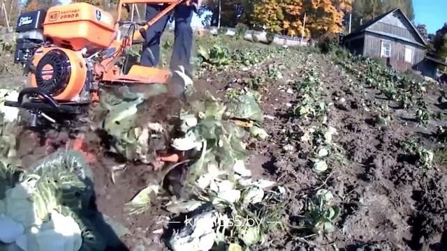 ? Запахиваем капусту мотоблоком Кентавр 2090Б на почвофрезах • Урожай 2021 смотреть онлайн