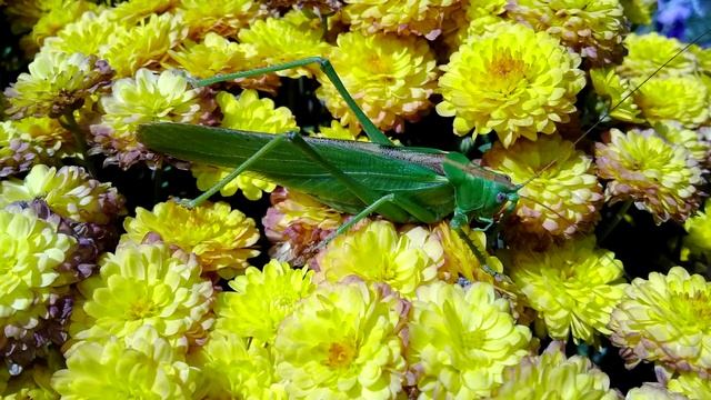 Шмель мохнатый на цветке опыляет, собирает нектар, на даче. А после - Саранча! смотреть онлайн