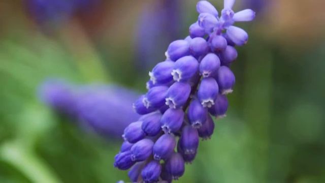Close to His Heart (Psalm 148) смотреть онлайн