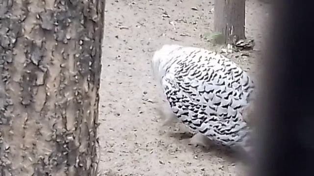 Птенец полярной совы   ........