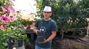 Крупные яблоки в Сибири. Как выбрать яблоню. Обзор сортов. Large apples in Siberia.