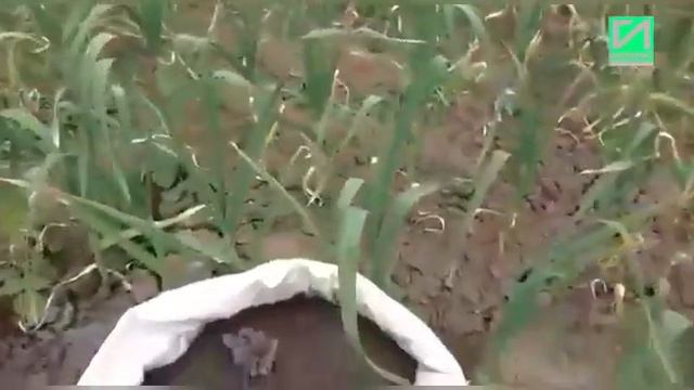 1алхан-Г1алара яхархо Исмаилова Киса. смотреть онлайн