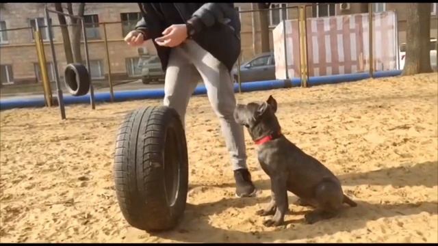 Мастерство и Стремление к Совершенству