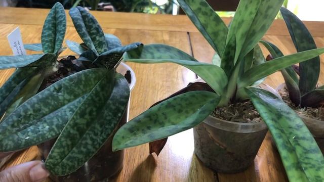 Paphiopedilum helenae & henryanum. Hаращивание корней у башмачков. смотреть онлайн