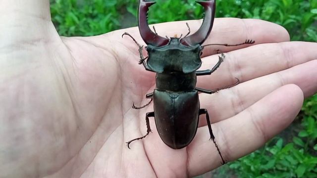 Как выглядит Большой Зелёный кузнечик. Жук - олень самец, самка. смотреть онлайн