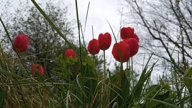 320 29.04.2022 30-й ВидеоРяд Тюльпаны VID_20220429_115128 смотреть онлайн