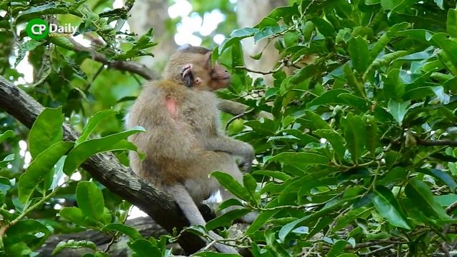 Poorest little baby wildlife really lonely and try find forage смотреть онлайн
