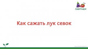 Как сажать лук-севок