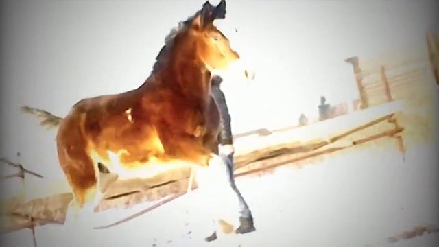 Цыгане и Породистые племенные лошади и рысаки смотреть онлайн