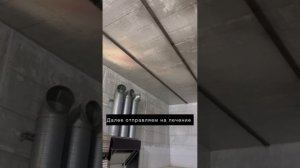 Убираем семенной картофель сорт БЕРНИНА