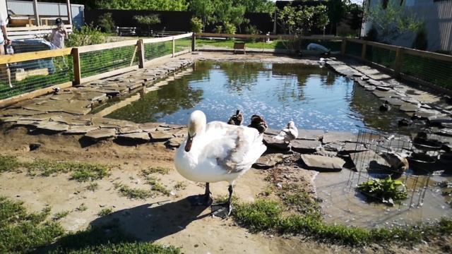 Отдых с детьми в Волгоградской области на ферме смотреть онлайн