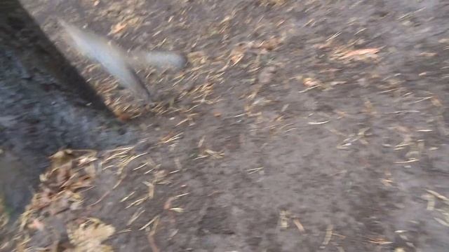 russia animals squirrel fores КОРМЛЕНИЕ БЕЛКИ В ЛЕСУ.РОССИЯ НОЯБРЬ 2022 КАКАЯ МИЛАЯ! НЕ БОИТСЯ ЛЮДЕ смотреть онлайн