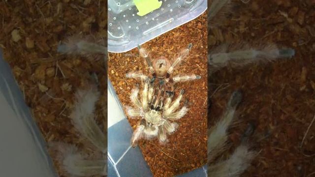 Nhandu Tripepii Breeding