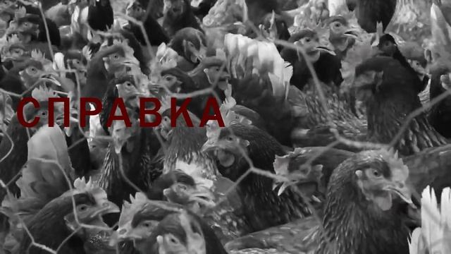 Где в Калуге самые недорогие и крупные яйца? смотреть онлайн