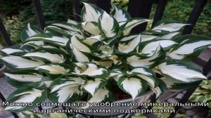 Чем подкормить хосту