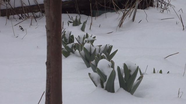 Суворовский (альпийский) лук смотреть онлайн