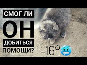 НА МОРОЗЕ ПЫТАЯСЬ ВЫЖИТЬ, КОТЕНОК ПРОСИЛ ПОМОЩИ У ЛЮДЕЙ