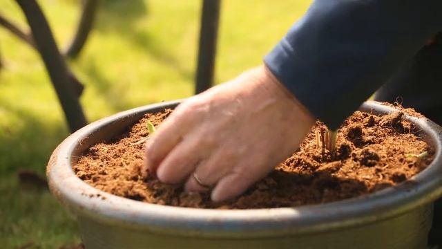 Growing and planting Iris Siberica Bare Root Plants - DUTCH-BULBS.COM смотреть онлайн