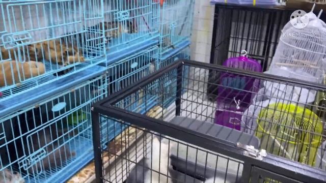 سوق الحمام والعصافير الكويت (animal market in kuwait) смотреть онлайн