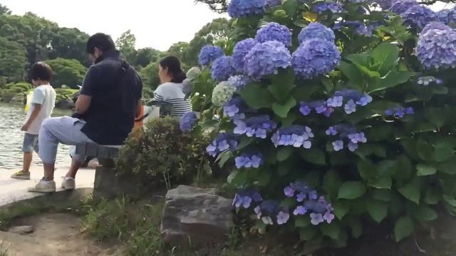 Как кормить японских карпов смотреть онлайн