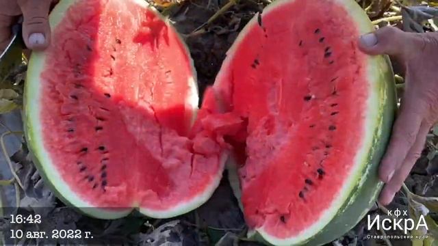 Арбуз Каристан. Жара. Горит. смотреть онлайн