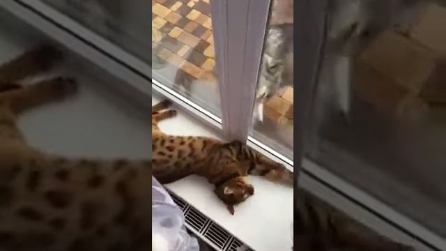 бенгальский кот и хаски - питомник кошек Lantana Fly - бенгальские котята "Cattery Bengal Cats" смотреть онлайн