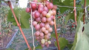 8 сентября 2018 года. Виноград сорта Хамелеон...