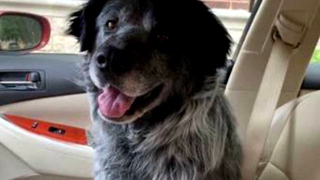 Раненый пес лежал в клетке приюта, умоляюще смотря на каждого посетителя смотреть онлайн