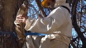 Бортевой Башкирский мёд - добыча