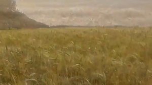 Сергей Лемешев - Пшеница золотая