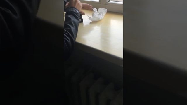 В мире животных(Мадагаскарский таракан-Ева) смотреть онлайн