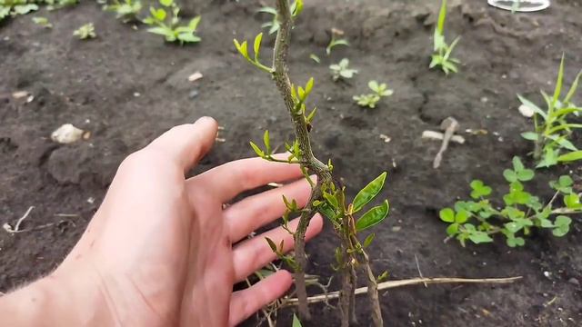 Годовалые Фейхоа, Цитрусы, Черимойи и Passiflora flavicarpa в открытый грунт. Май 2023. смотреть онлайн