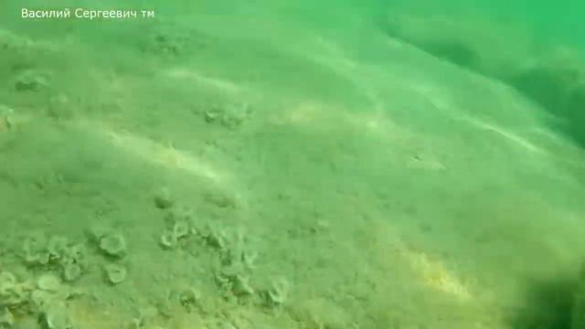 подводные сьемки в прозрачном черном море) 04,09,2020 в Дивноморске смотреть онлайн