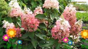 Гортензия метельчатая Мэджикал Везувий. Краткий обзор, описание hydrangea paniculata Magical Vesuvi