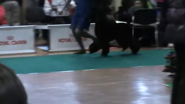 M2U00046Моно пуделей Екатеринбург 2013 смотреть онлайн