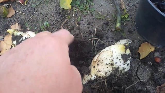 Деление и пересадка многолетников. смотреть онлайн