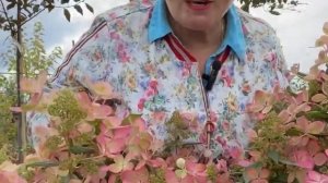 Мотыльковые сорта гортензий