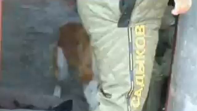 Дрессировка собаки защищать территорию (ЗКС) смотреть онлайн